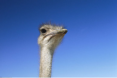 软件网站下载3.0.3免费下载安装华为破解版：霓虹都市的终极驾驶，破解弯道与自我的竞速之旅