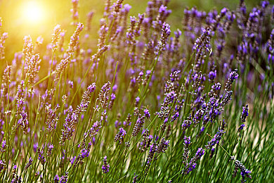 张婉莹蓝紫色面具：霓虹幻影中的记忆狂飙与面具之谜-2