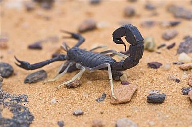 未满18岁禁止进入:极限狂飙地下风云,硬核赛车与成人叙事的灰色狂想曲-2