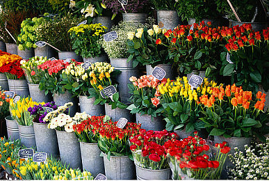 抖音9·1免费观看：地平线5墨西哥狂飙直播盛宴，九月一日免费开放震撼登场