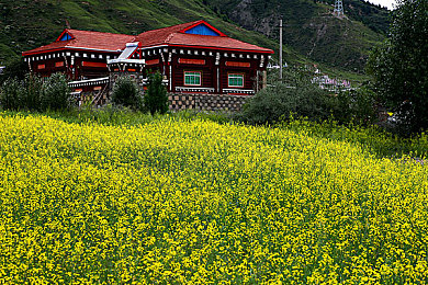 黄软件:极限竞速地平线模组,玩家创意与风险的竞速之旅-4