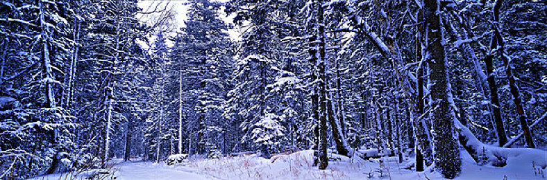 机机和机机手机免费版：当赛车拥有生命，深度改装与竞速革命引爆移动平台