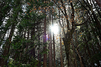 性8sex8旧版入口：极速狂飙经典重启，怀旧赛道与真实驾驶之旅-2