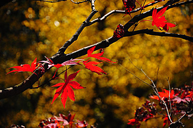 黄色应用免费下载3.0：霓虹像素，疾驰于雨夜的无限改装世界-3
