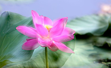 九一区二区：征服极限赛道，掌握地平线竞速双面挑战-2