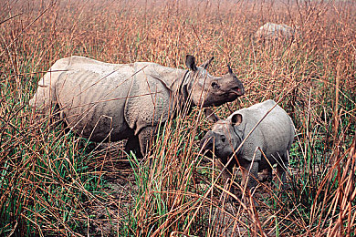 男女搞逼下载：双人竞速新纪元降临，极致协作挑战你的驾驶默契-3