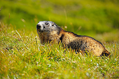 亚洲第一综合：征服墨西哥赛道，地平线5终极驾驶指南与深度解析