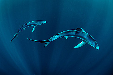 男生女生羞羞羞的软件：心跳竞速场，双人驾驶共赴虚拟竞速与情感社交之旅-2