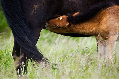 狼人综合亚洲：社交竞速新游上线，开放世界上演极速推理大战-4