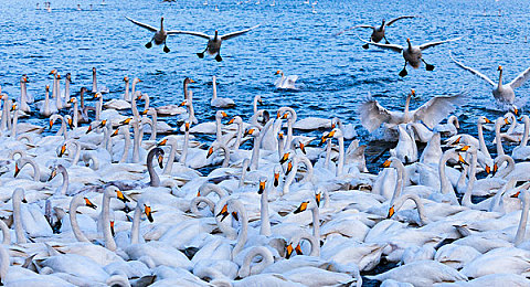 oppo黄色软件：霓虹轨迹引爆街头，改装与竞速的极限狂欢