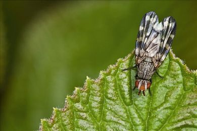 爱琴岛官网入口：竞速新作今日上线，沉浸驾驶征服唯美地中海赛道