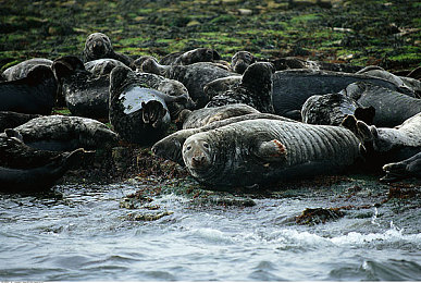 口术玩三p：三人车队制胜秘籍，极限竞速地平线团队协作全解析-2