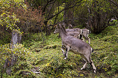 软件下载3.0.3免版破解大全苹果,可以：极速狂飙全解锁攻略，合法畅玩顶级赛车的秘诀