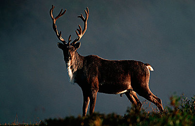 国产家庭乱伦：血脉钢铁，交织的工业传承之路-3