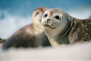 十八禁app：硬核赛车新作上线，极致拟真系统颠覆驾驶体验，挑战玩家心智极限-3