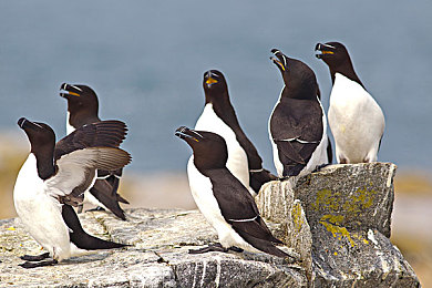 3.03免费OPPO版破解大全直接进入：极速边缘新版上线，破解诱惑与合法竞速之路引热议