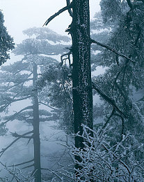 奴役狂虐狂虐狂暴虐狂虐：废土战车终极征服，末日狂飙改写机械统治法则