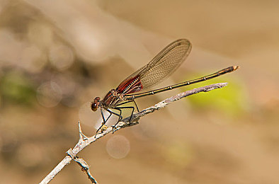 免费黄色软装：疾速美学，地平线5墨西哥画卷中的自定义飞驰-3