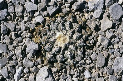 最高的情人沼绝不干涉工作与爱情：极速人生双线攻略，赛道情场平衡艺术全解析