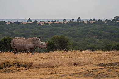 国产成人黄色：华夏飞驰，国风赛道上的水墨竞速诗篇-2