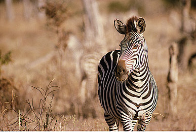 黑人av:夜赛新王诞生,都市极速传说今日揭秘-2