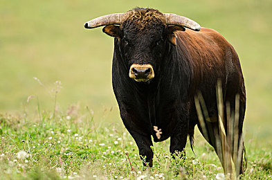 男人用机机通女人:竞速新作今日上线,硬核改装与情感叙事如何重塑赛道传奇-2
