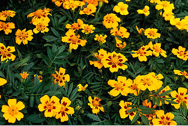 欧美大白屄:极速幻影,征服虚拟赛道的纯白猛兽-4