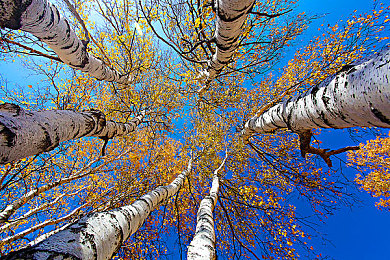 女人被男人操的软件：《赛道征服者》全新DLC上线，性别性能差异引发战术竞速新热潮-4