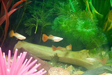 国产成人亚：东方幻想竞速新作发布，御兽飞驰玄黄大陆今日开启-3