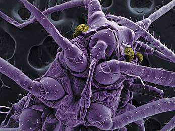 萌白酱喷水在线看：极速幻想，彩虹轨迹与氮气艺术的竞速美学-2