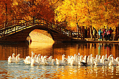 机机和机机手机免费下载版安卓：安卓免费新游今日上线，变形机甲赛车引爆竞技热潮-2