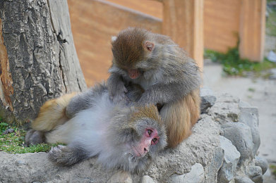 黄色软件下载3.03破解：极速狂飙3.03全新版本上线，真实物理与耐力赛挑战你的竞速技巧-3