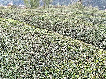 男男多人无套双龙：协同竞速新纪元，极速双龙开创无辅助团队竞速先河-2