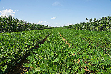 二人床上打扑克：极速搭档，双人共驾，体验极致默契竞速之旅-2