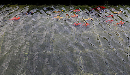 huangse软件：霓虹速度颠覆传统，色彩驱动开启竞速新纪元-2