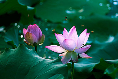 黄色的软件下载：墨西哥阳光下的虚拟镀金之旅-3