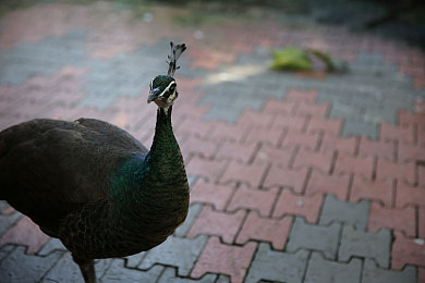 帅小伙酒店自慰Chinese：中国车手席卷地下赛道，街头争锋新版本东方崛起引爆玩家热议