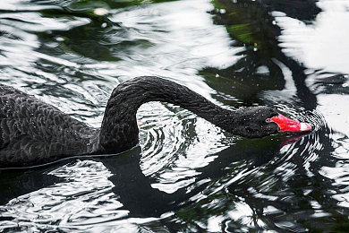 男生的因因女生的困困:轰鸣与田园共舞的奇妙旅程,速度港湾里的温馨停靠-2