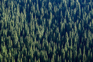 男艹女APP：极速逆转，镜像都市中的性别竞速博弈