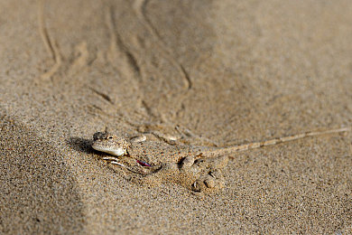 2d乔巴罗宾发琴2d彩绘官网：像素赛车新作上线，深度改装系统与创意涂装引爆竞速热潮-3