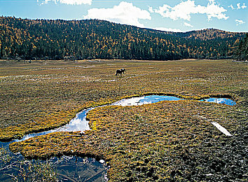 久久e：极限竞速地平线5深度解析，季节策略与调校艺术助你成为赛道传奇