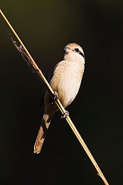 色多在线：霓虹都市竞速新纪元，动态色彩战略颠覆极速对决