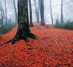国产成人V∩：硬核赛车模拟新作问世，极致拟真体验引爆虚拟驾驶热潮-2