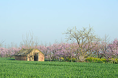向日葵视频在线观看站长统计：极速赛道背后的数字智囊，数据驱动竞速新纪元-1