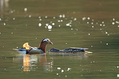melody marks 超人是哪一部：节奏驱动未来，音速都市的竞速交响诗-2