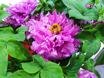 a∨一区二区三区：极速境界，驾驭轨迹，从入门到精通的赛道哲学-3