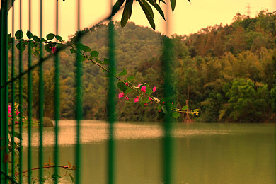 人与猪dna的杂交:基因飞车今日上线,跨物种神经融合驾驶颠覆竞速游戏体验-2