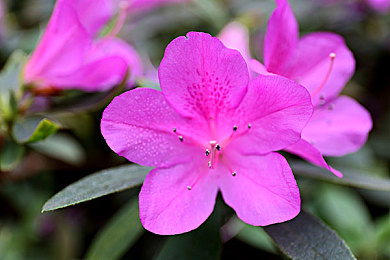 不需要播放器的AV：沉浸式驾驶新纪元，极限竞速地平线5打造无界视听盛宴-4