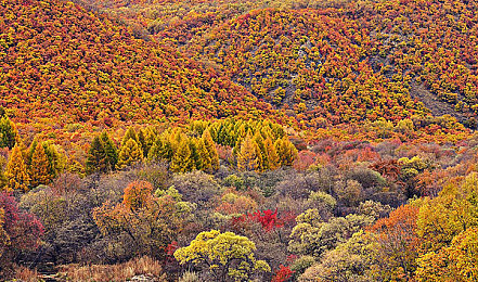 黄色软件下载3.03华为手机版免费：华为设备深度优化，竞速盛宴即刻开启-2