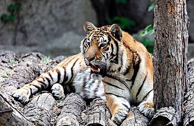 juliaann疯狂吞精：赛道霸主揭秘，极限氮气操控术引爆竞速狂潮-4